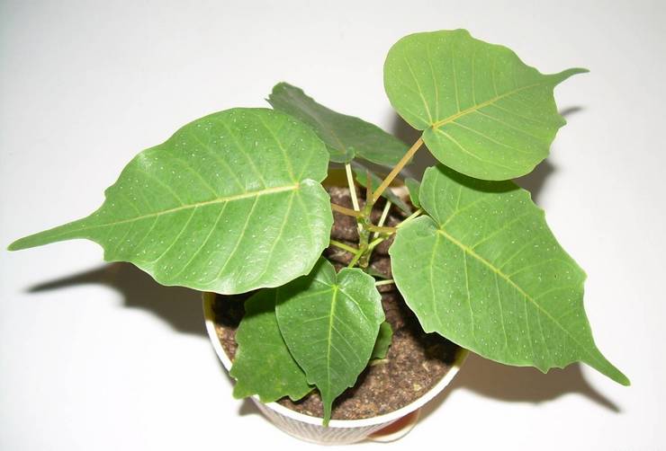Topdressing van heilige ficus