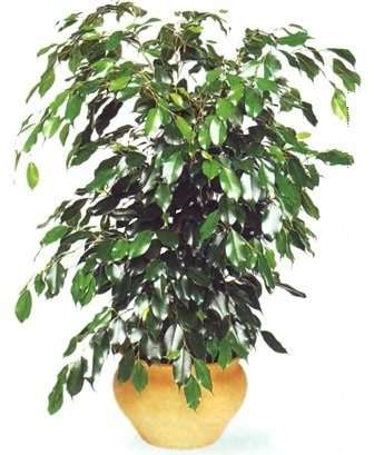 Ficus Benjamin de mooiste bloem