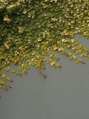 Verschillende soorten ficusen kunnen verschillende zorg vereisen, dus voordat u een plant bemest of opnieuw plant, moet u beslissen tot welk type ficus het behoort.