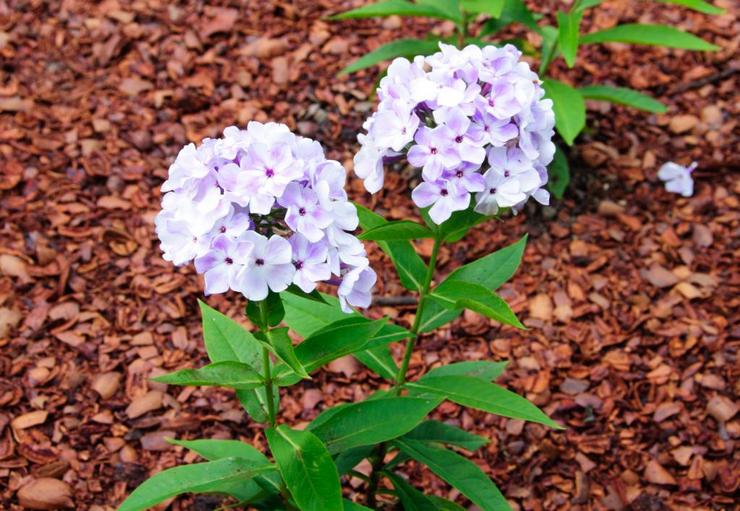 Planting and caring for perennial phlox