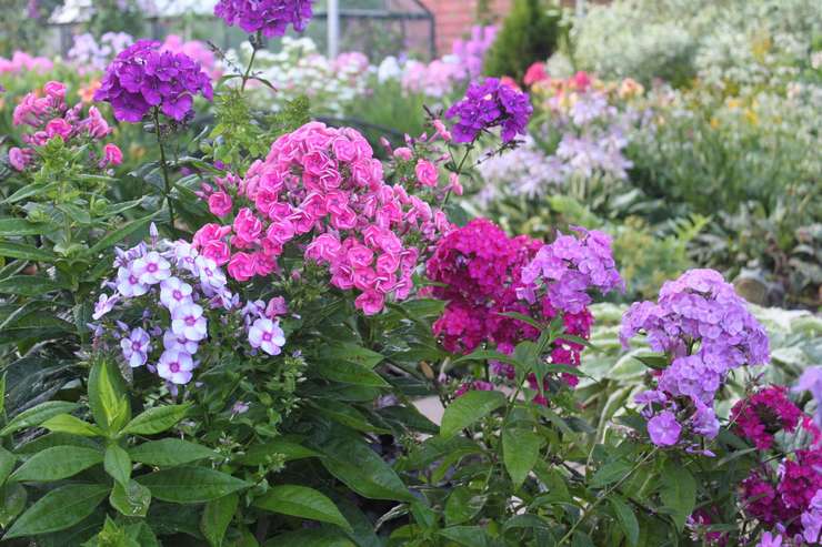 Perennial phlox care