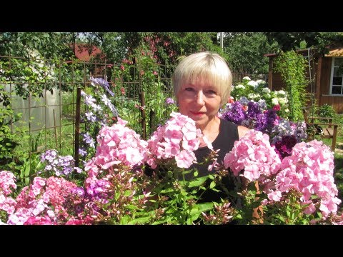 The secret to caring for perennial phloxes to keep them lush