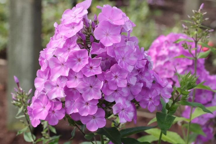 Description of phlox