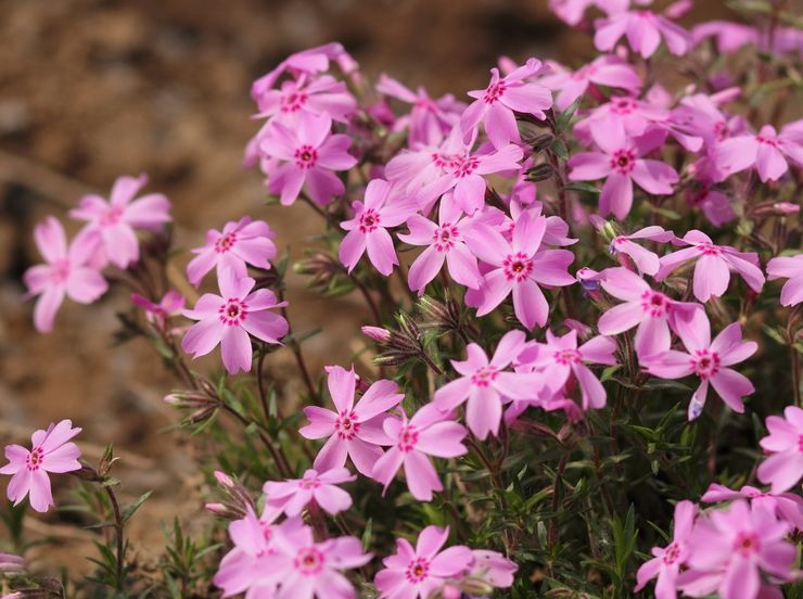 Phlox subulate