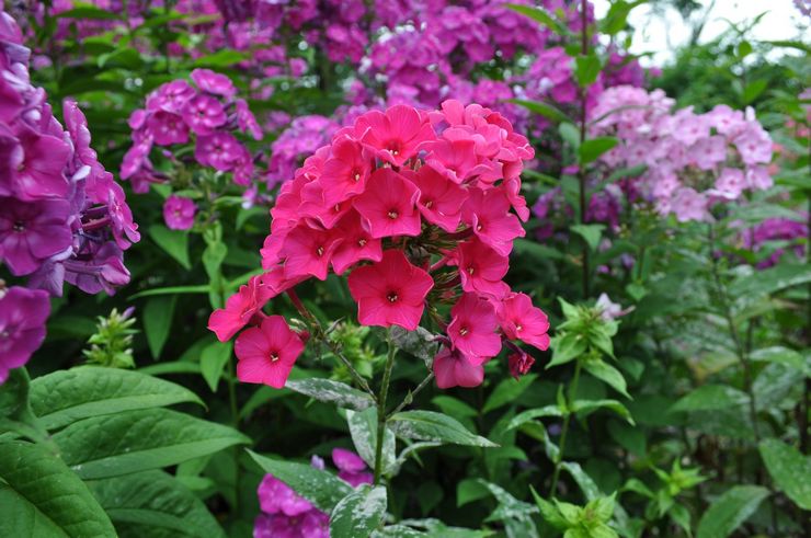 Phlox paniculata