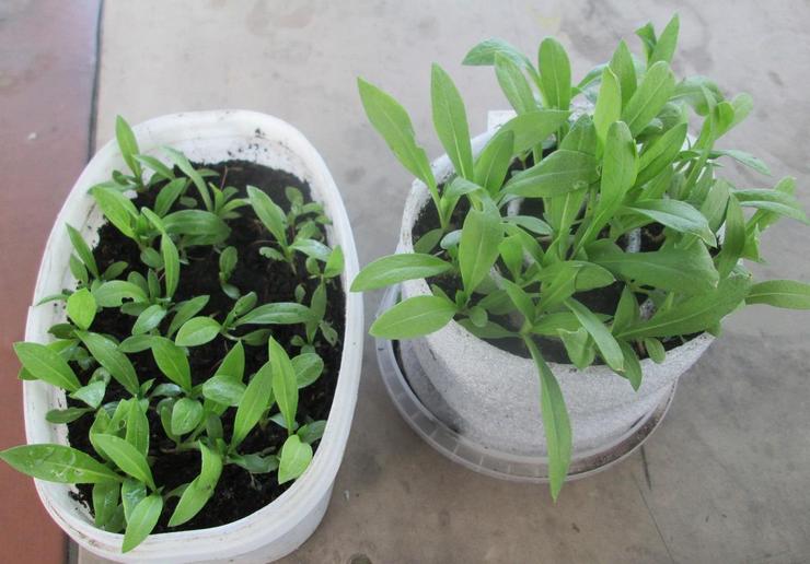 Growing phlox from seeds