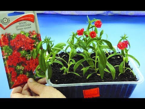 ������ SEED FLOKS! GROWING AS EASY AS EASY! How to plant, when to dive and fertilize