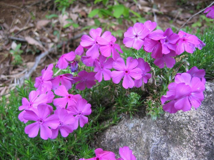 Planting and caring for annual phlox