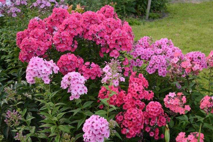 Caring for annual phlox
