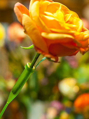Floristry for beginners step by step, assembling bouquets, learning decor with your own hands, videos, photos