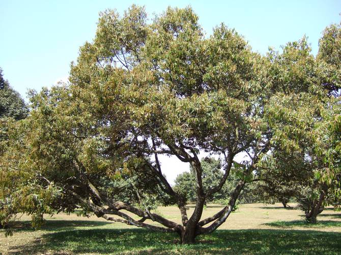 Къде и при какви условия расте дурианското дърво?