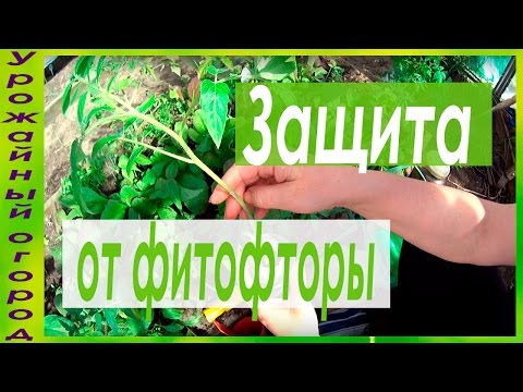 СУПЕР ЗАЩИТА СРЕЩУ ФИТОФЛУОРА !!! НАЙ -ДОБРИТЕ ЛЕКАРСТВА!