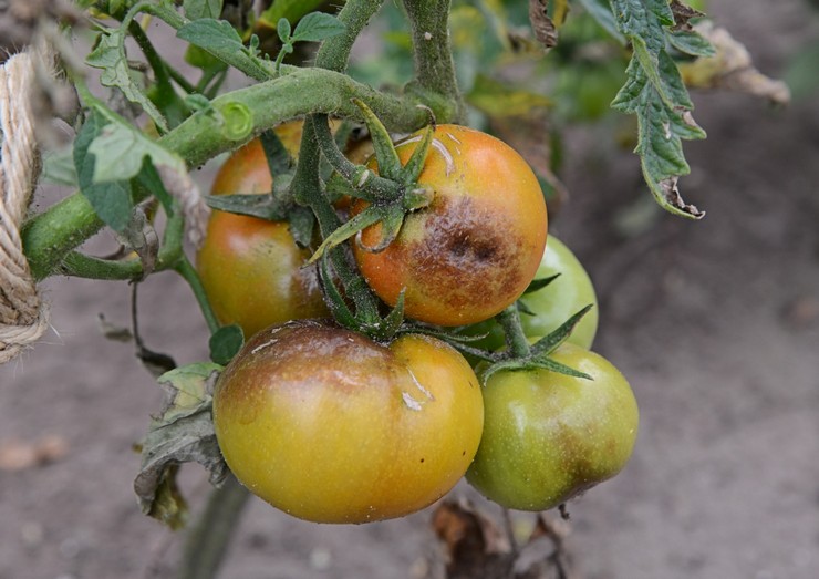 Фитофтора върху домати
