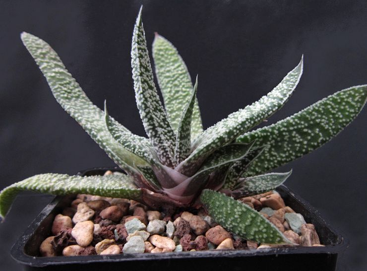 Gasteria wrattig