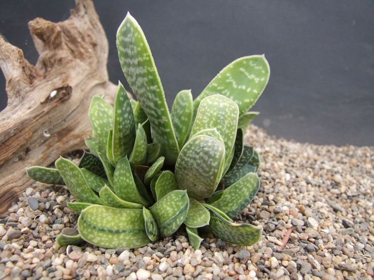 Gasteria gespot