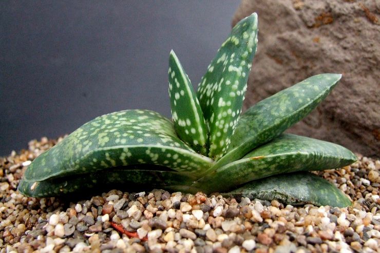 Gasteria gekield