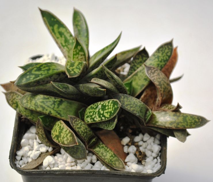 Gasteria is klein