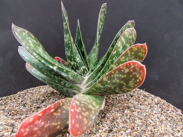 Gasteria bicolor