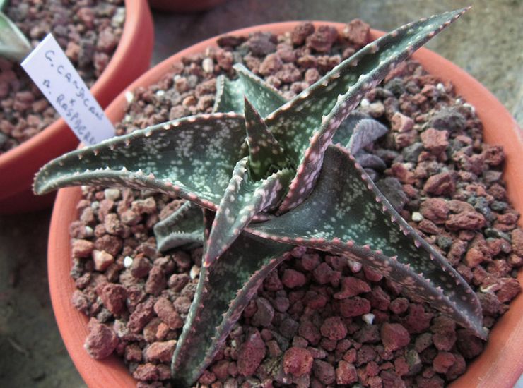 Gasteria is witachtig