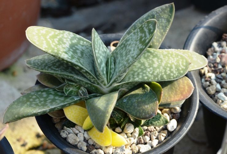 Gasteria marmer