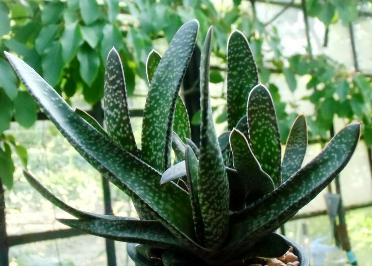 Gasteria driehoekig