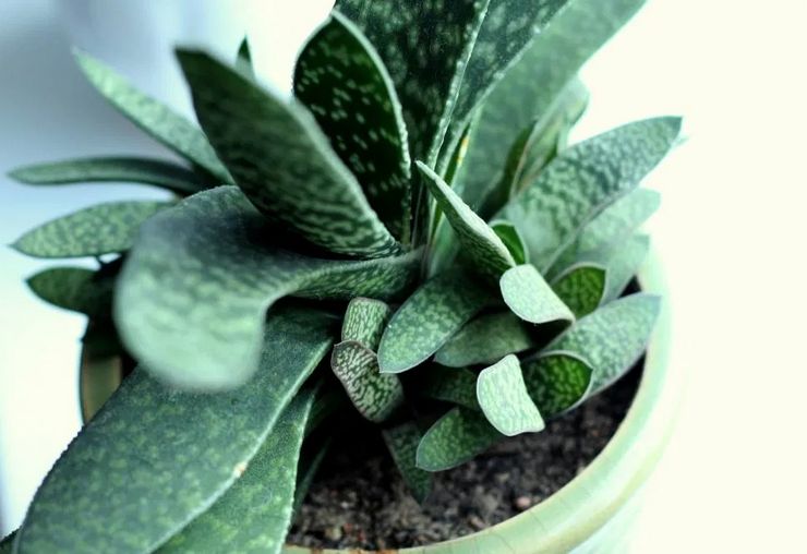 Thuis Gasteria Zorg