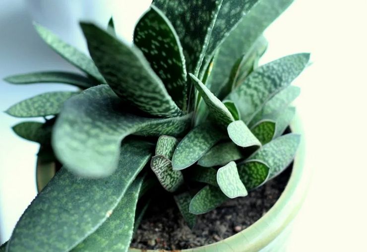 Thuis Gasteria Zorg