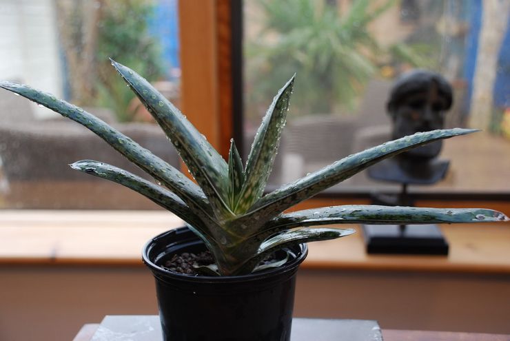 Gasteria water geven