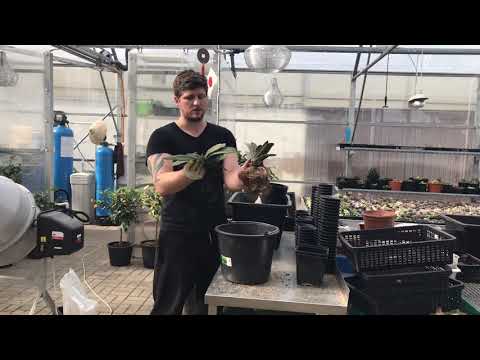 Grind of turf? We transplanteren Gasteria en vergelijken het wortelstelsel ontwikkeld in verschillende substraten