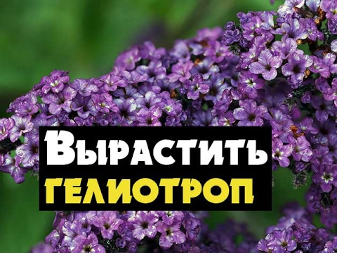 Heliotrop rośnie przez sadzonki i pielęgnację