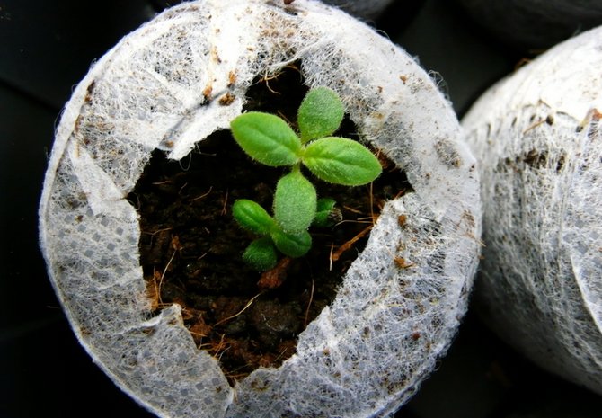 Uprawa heliotropu z nasion