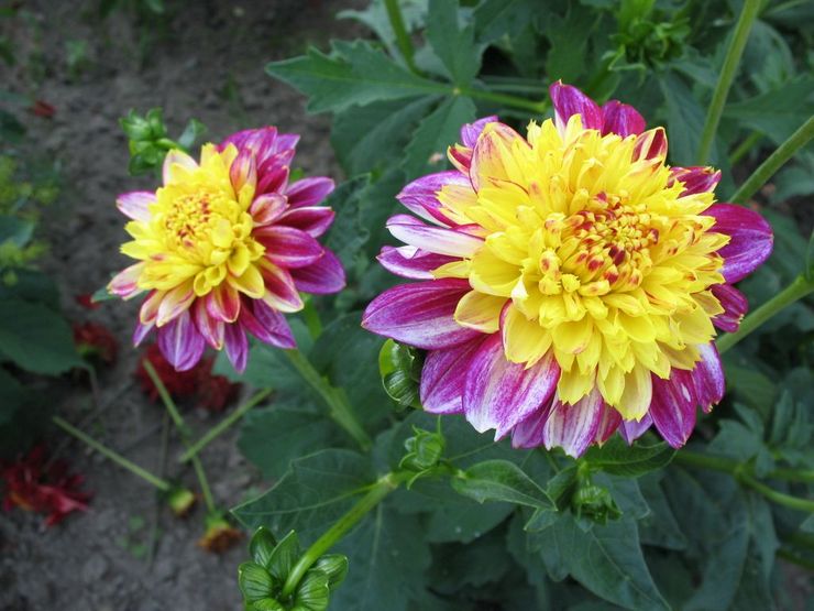 Zawilec dalii