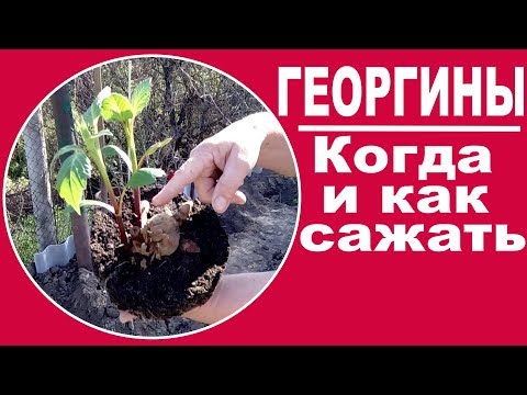 Rosnąca dalia. CZĘŚĆ 3 - Kiedy i jak sadzić dalie na zewnątrz?