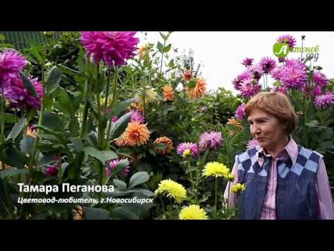 Pielęgnacja dalii. Uprawa i kopanie dalii