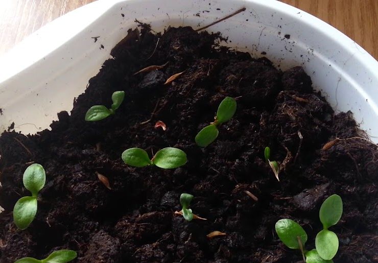 Growing gerberas from seeds