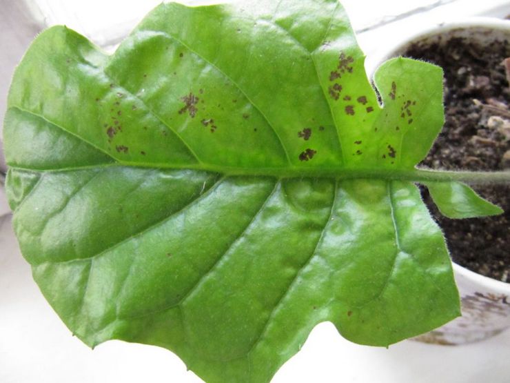 Gerbera pests and diseases