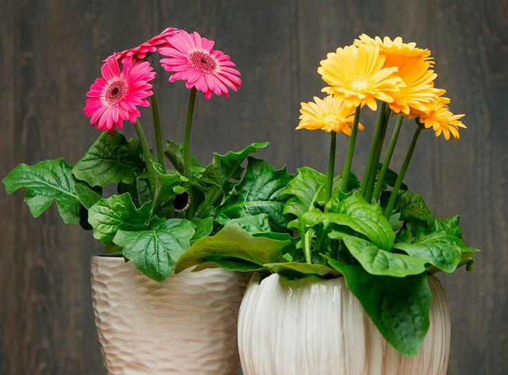 Gerbera teelt