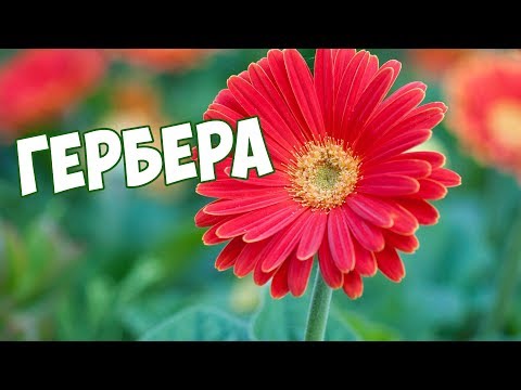 Гербера �� Грижи у дома