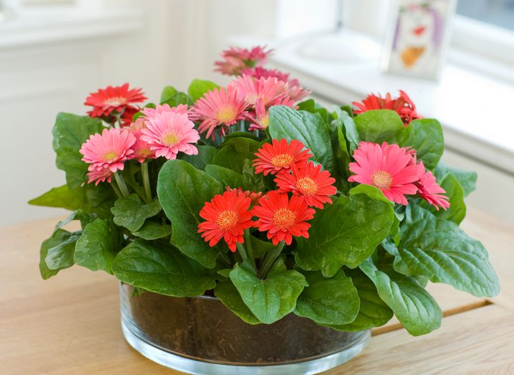 Gerbera verzorging aan huis