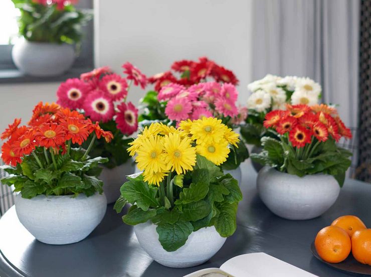 Gerbera watering schedule