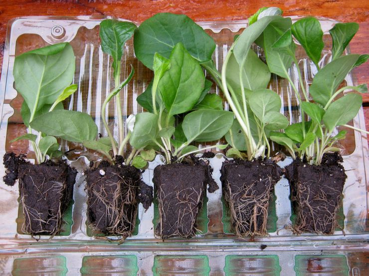 Gerbera transplantatie