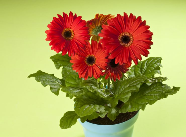 Gerbera plant