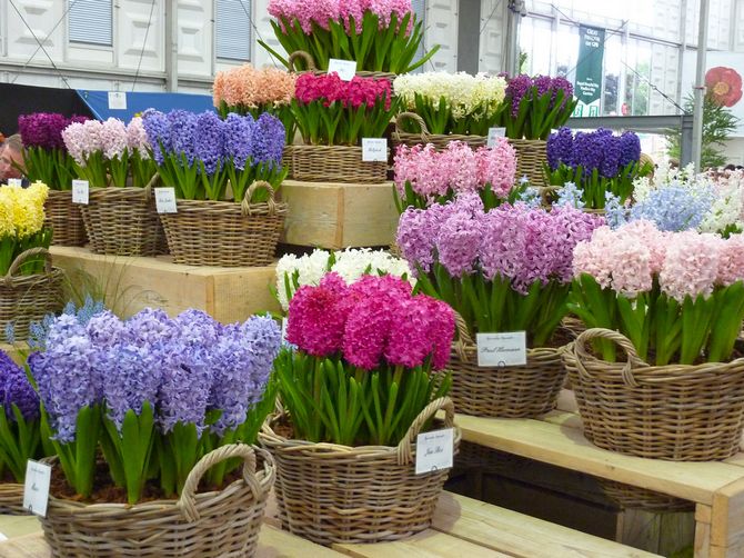 Populaire soorten hyacint