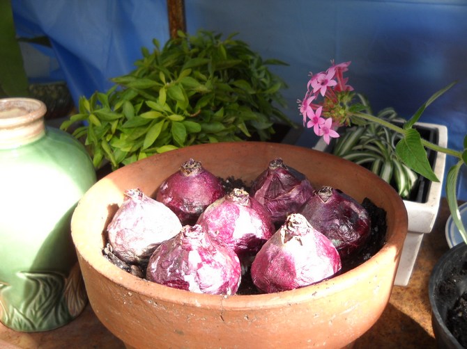 Bolselectie en distillatie van hyacinten