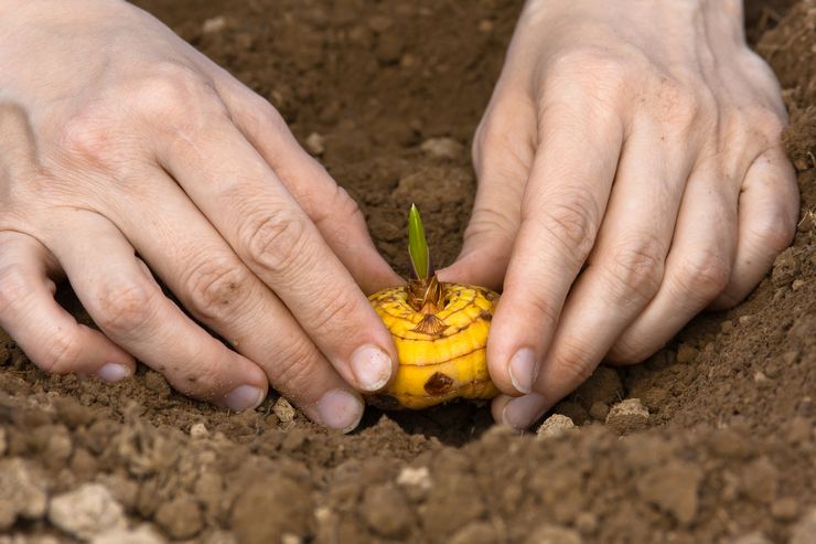 Gladiolen planten in de volle grond