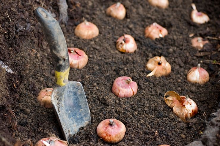 Hoe gladiolenbollen op de juiste manier te planten?