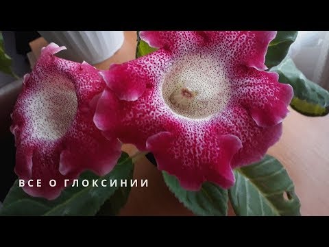 Пълен цикъл на отглеждане на GLOXINIA. Съвети за грижа