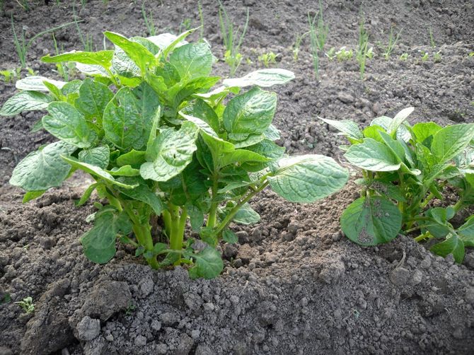 Growing potatoes using Dutch technology