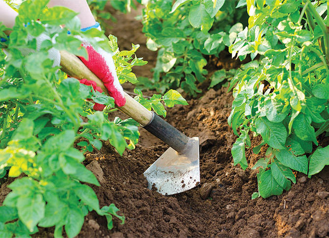 Basisvereisten voor het verzorgen van aardappelen