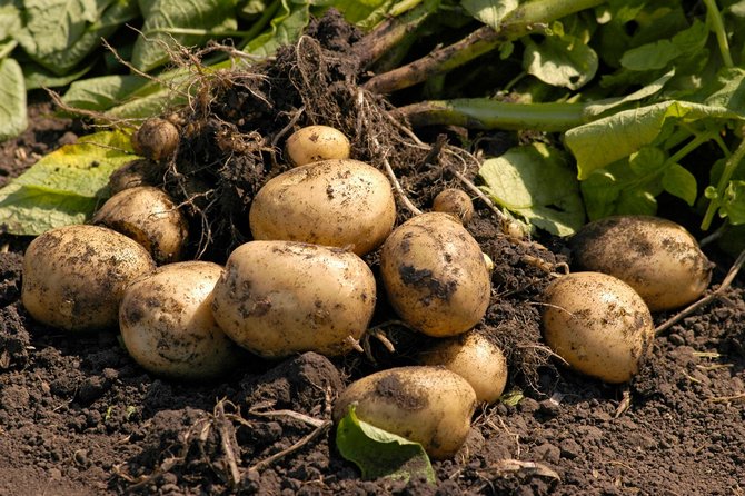 Aardappelen telen volgens Nederlandse techniek in hun zomerhuisje